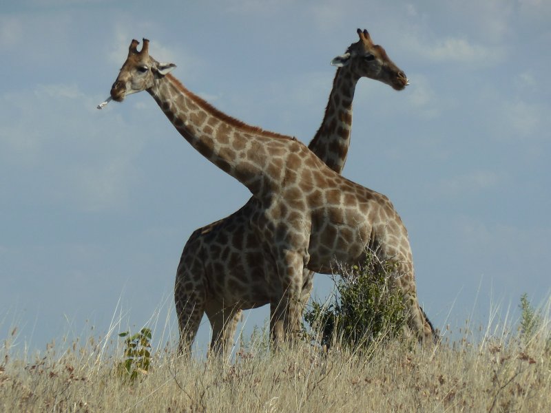 girafes avec os FP.jpg - Girafes rongeant des os